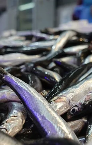 Ünlü profesörden 'hamsi' uyarısı: Endişeliyiz