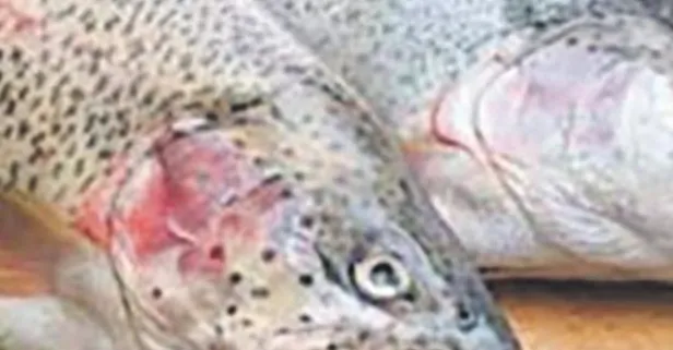 Kalplere dokunan reçete! Kalp sağlığını korumanın yolu doğru beslenmekten geçiyor