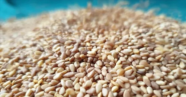 Susamın sağlığa faydaları neler? Solunumdan böbreğe kadar pek çok faydası var