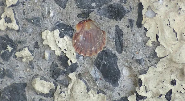 maltepede-betonunda-midye-kabuklari-ortaya-cikan-kopru-tedirgin-etti-1678265151071.jpg Maltepe'de betonunda midye kabukları ortaya çıkan köprü tedirgin etti!-2