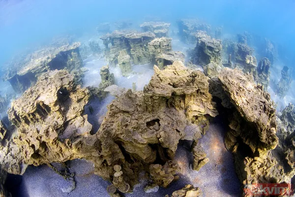 Van Gölü'nde yaşayan ikinci tür tescillendi: Van Gölü küçük mercan balığı - 9