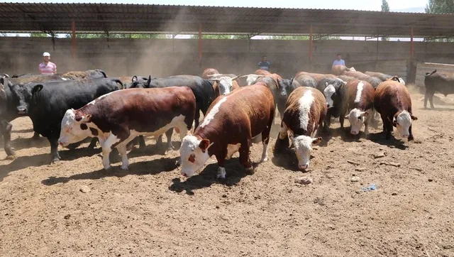 2018 2. dönem buzağı destekleme tarihi ne oldu? 2 Ocak 2020 buzağı destek ödemeleri bugün yapılacak mı?-3