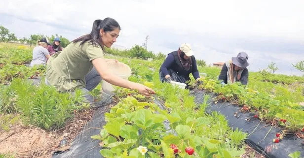 Sosyal medyada video izledi! Çilek üretim işine girişti
