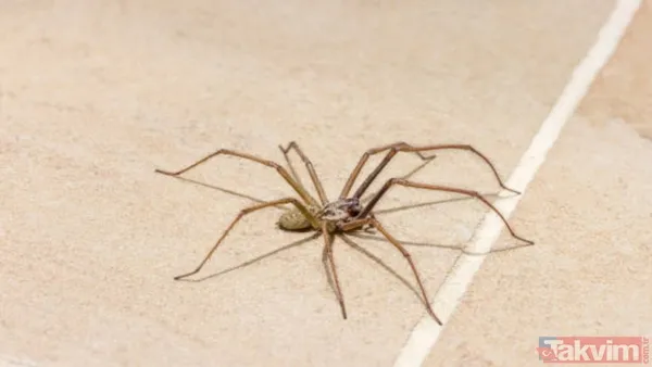 Örümceklerden korkuyor musunuz? Bilim insanları açıkladı: “Böcekler olmasaydı ekosistemin dengesi çökerdi” - 9