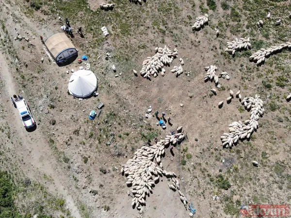 Tunceli'de sürü sahipleri 2 bin 500 metre rakımlı yaylada aşılandı - 5