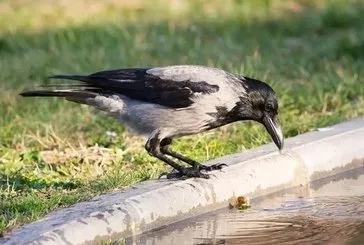 Karga ağzında kesik insan parmakları getirdi