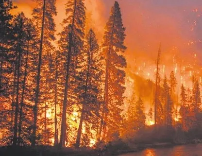 AB’den Amazon ormanları uyarısı