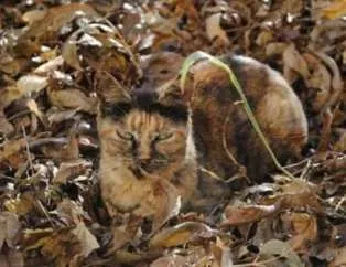 Fotoğraftaki canlıyı bulun