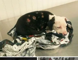 Askeri köpeklerin askerlerle olan dostlukları