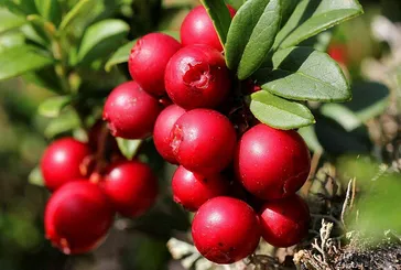 Antibiyotikten daha güçlü mucize meyve!