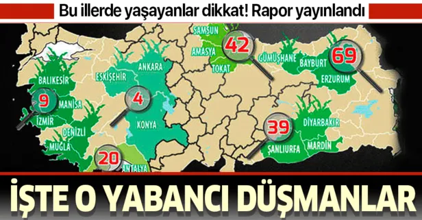Bakanlık ıspanak paniğinin ardından rapor yayınladı! İşte Türkiye'deki yabancı otların bölge bölge sayısı