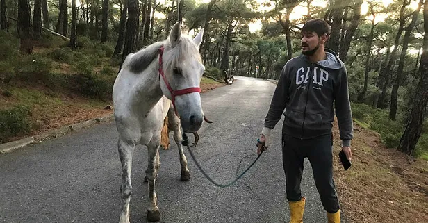 İtlaf nedir? İtlaf etmek ne demek? Büyükada'da atlarda görülen Ruam hastalığı nedir?