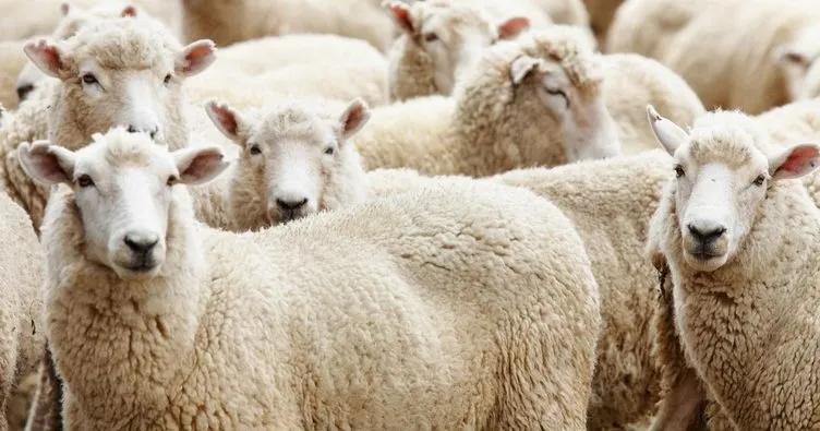 diyanet-kurbanlik-bagis-fiyatlari-2024-yurt-ici-yurt-disi-vekaletle-kurban-kesim-ucreti-kac-tl-oldu-1716884042515.jpg 🐑DİYANET KURBANLIK BAĞIŞ FİYATLARI 2024! Yurt içi, yurt dışı vekaletle kurban kesim ücreti kaç TL oldu?-5