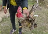 'Allah' diyen horoz kesilmekten kurtuldu