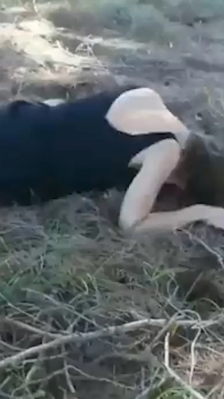 Bu da CHP'li İzmir Büyükşehir Belediyesi'nin kertenkelesi! Sosyal medya bu görüntüleri konuşuyor