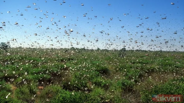 Bir ısırıkta gelen ölüm! Dünyanın en tehlikeli 10 böceği açıklandı - 3