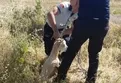 Van'ın Gevaş ilçesinde boş bir kuyuda mahsur kalan keçi kurtarıldı!