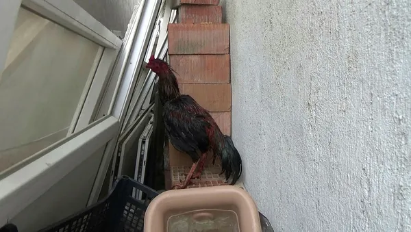 horozdovusturen-27-kisiye-121-bin-lira-para-cezasi-uygulandi-yarali-horozlar-koruma-altina-alindi-1613574212138.jpg Horoz dövüştüren 27 kişiye 121 bin lira para cezası uygulandı! Yaralı horozlar koruma altına alındı-2