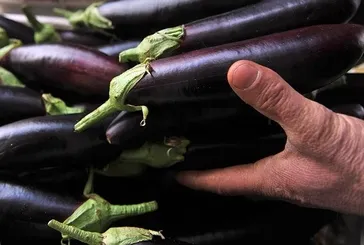 Patlıcanla gelen sağlık