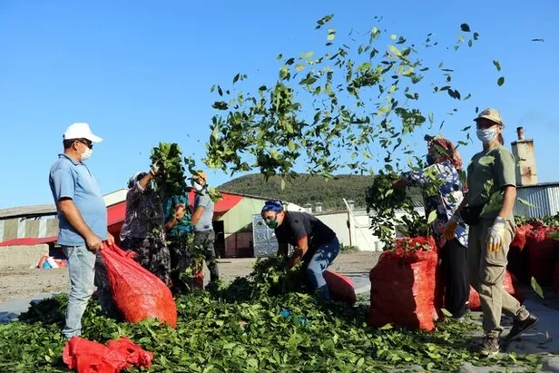 Ülkemizde oldukça bol bulunuyor... Ayda 5000 - 6000 TL kazanıyorlar!-2