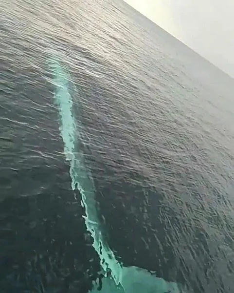 tam-15-metre-akdenizde-balikcilar-oluklu-balinayi-kayda-aldi-1612821608023.jpeg Tam 15 metre! Akdeniz'de balıkçılar oluklu balinayı kayda aldı-3