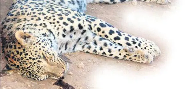 Leoparın DNA’sı korumada