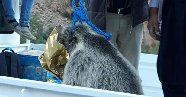 Ayı yavrusu kafasını tenekeye sıkıştırdı