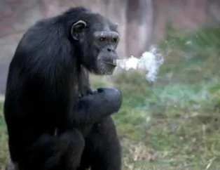 Bir günde 2 paket sigara içen tiryaki maymun