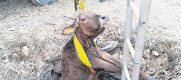 Önce kurtardılar sonra kestiler