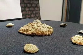 Kayseri’de 10 milyon yıllık fosil bulundu: Miyosen dönemine ait 8 parça