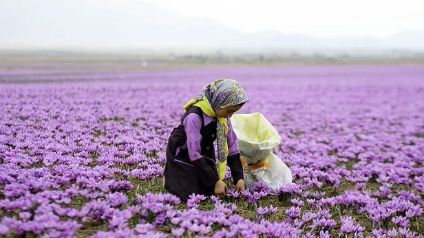 dunyanin-en-pahali-bitkisi-unvanini-kimseye-kaptirmiyor-fiyatini-duyanin-gozleri-portluyor-1692256445376.jpg Fiyatını duyan şaştı kaldı! Dünyanın en pahalı bitkisi ünvanını kimseye kaptırmıyor-4