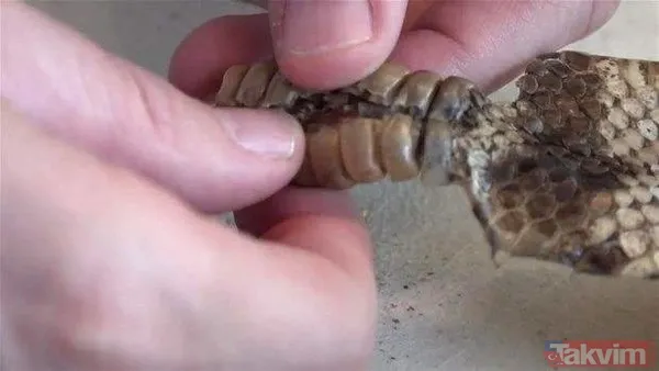 Çıngıraklı yılanın kuyruğundan çıkanlar görenleri şoke etti! Sonrasında ise... - 20