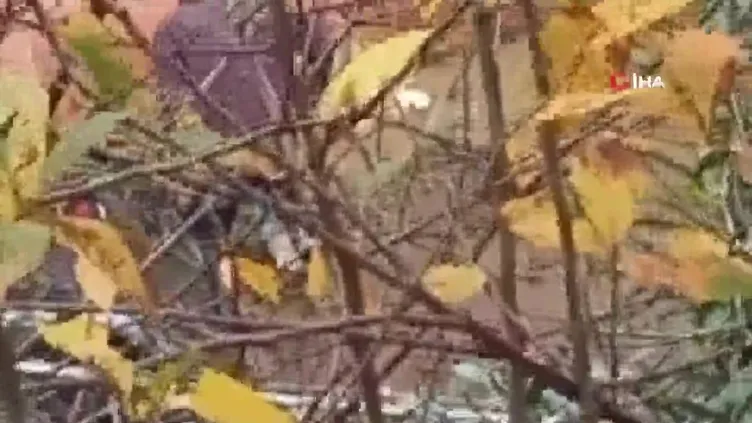 ▶️ Beykoz'da köpeğe şiddet uygulayan şahıs kamerada!