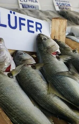 Lüfer bollaştı fiyat düştü