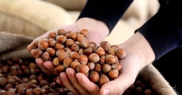 Fındık fiyatlarında son dakika durum ne? Kabuklu fındık fiyatı ne kadar oldu?