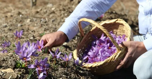 Safranbolu'da safran hasadı başladı: Bir kilosu 40 bin lira