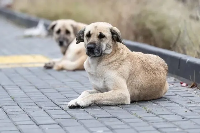 1702281621054.jpeg Sokak köpeklerinin saldırısına uğrayan Tunahan Yılmaz'ın babası oğlunun sağlık durumunu açıkladı-6
