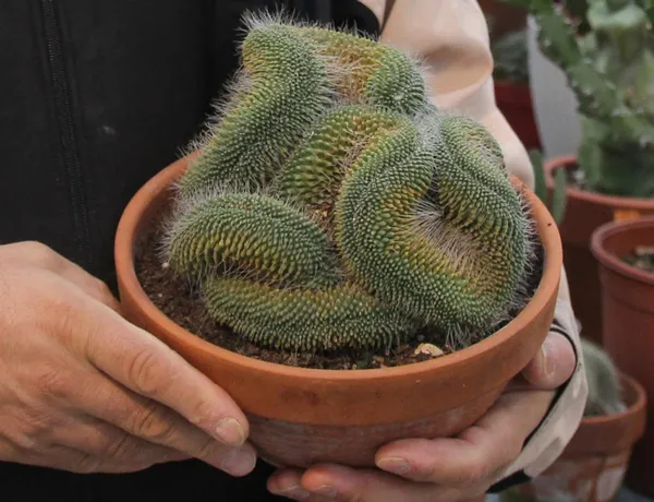 rizede-cay-bahcesini-sokunce-tepki-ceken-grubetci-vatandas-simdilerde-kaktus-taleplerine-yetisemiyor-1609139493424.jpg Koronavirüs salgınında kaktüs taleplerine yetişemiyor! Rizeli gurbetçi çay bahçesini söktü-2