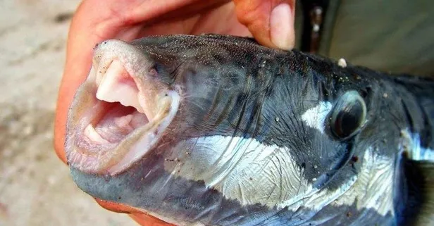 Avladığı balığı yedi hastanelik oldu