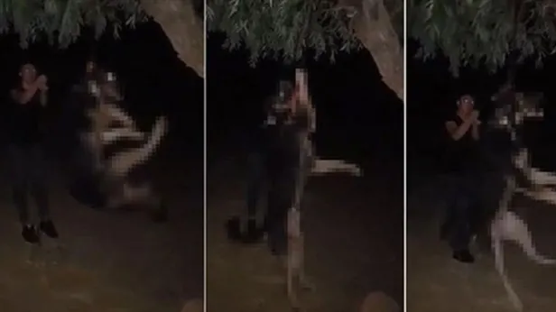 Son dakika: Köpeği iple ağaca asarak öldüren cani İstanbul'da yakalandı-1