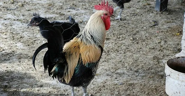 Ruyada Horoz Gormek Ne Anlama Gelir Takvim