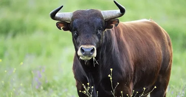 ruyada boga gormek ne anlama gelir takvim