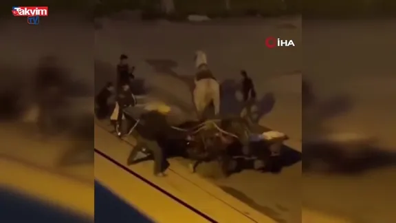 Adana'da masum atlara kırbaçlı işkence