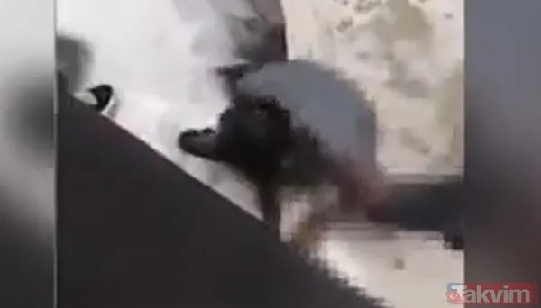 Timsahla ölümcül selfie! Fotoğraf çekmek için suya girdiği anda talihsiz adam... - 5