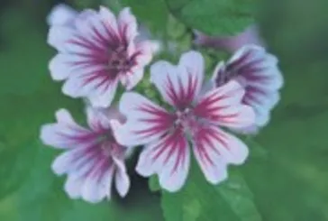 Öksürüğe ebegümeci