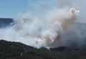 Sakarya'da orman yangını!