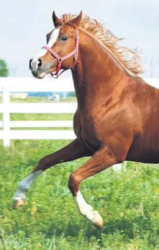 Şampiyonların tayları satışta