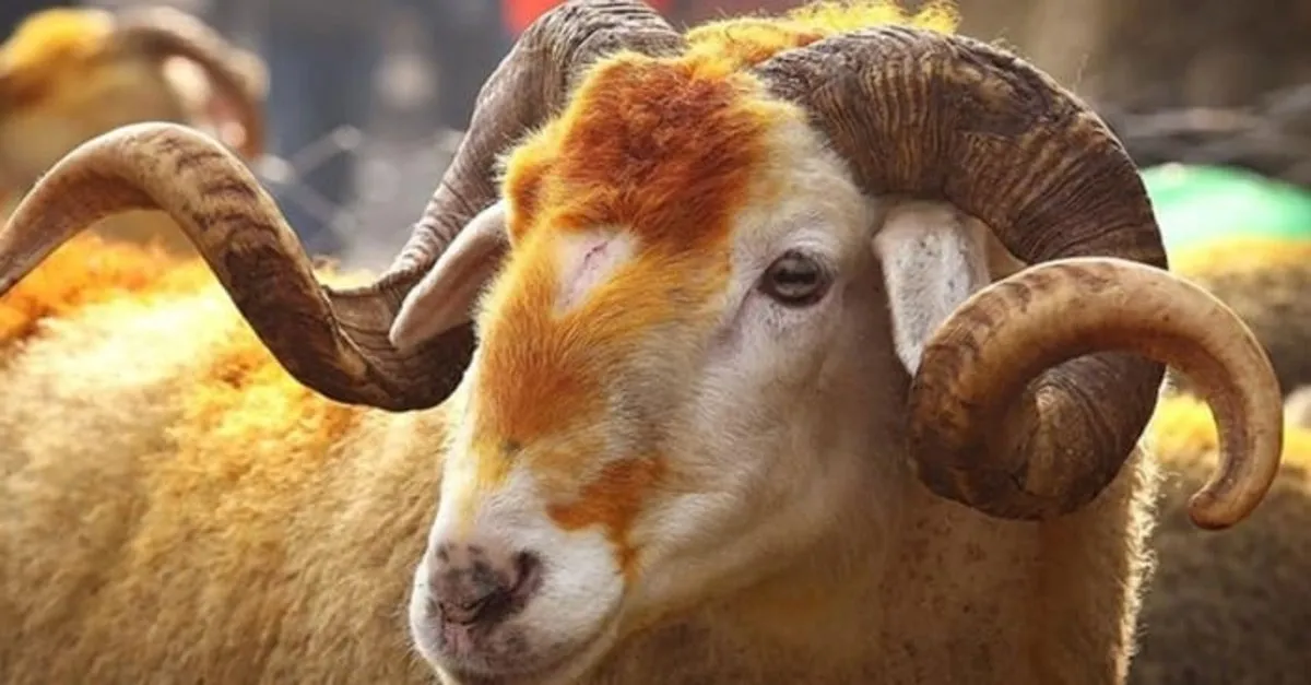 kurban kesim vakti saati ne zaman biter