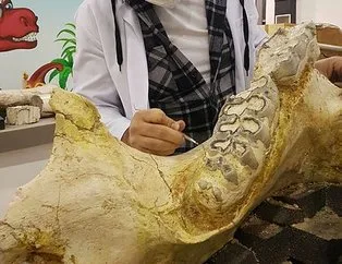 Kayseri’de 3 yılda bine yakın fosil bulundu