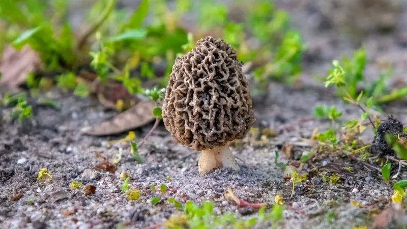 altin-degerinde-mantar-antalyada-kuzugobegi-2-bin-tlye-satiliyor-1774685484724.jpg Altın değerinde mantar: Antalya’da kuzugöbeği 2 bin TL’ye satılıyor-4